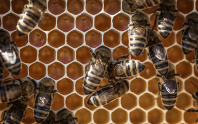 Are honeybees like writers?