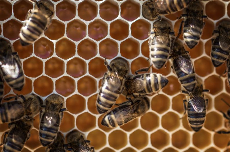 Are honeybees like writers?